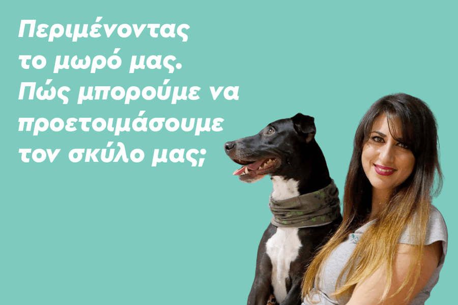 Πώς μπορούμε να προετοιμάσουμε τον σκύλο μας για το μωρό που περιμένουμε;